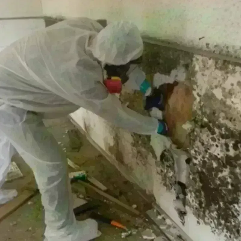 Mold Remediation and Removal in Addison, VT